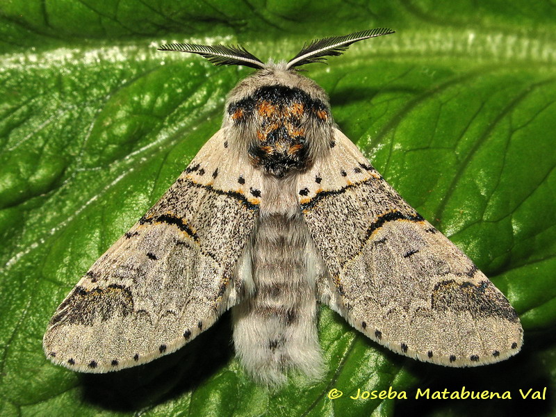 Furcula bifida - Notodontidae